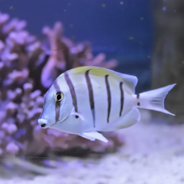 Acanthurus triostegus