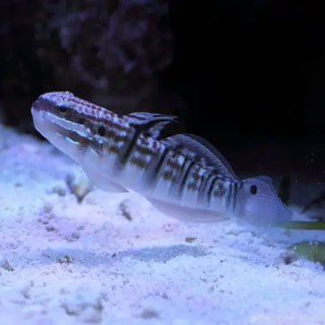 Amblygobius phalaena