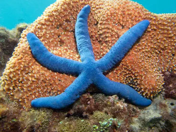 Blue Starfish (Linckia laevigata) (M) Elävät eläimet