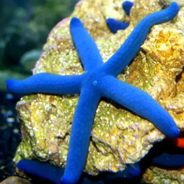 Blue Starfish (Linckia laevigata) (M) Elävät eläimet