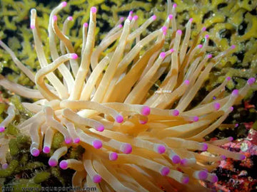 Condylactis gigantea (Purple tip) M