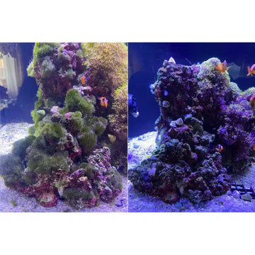 Flux RX (4000mg) Removes algae - Akvaariovedenhoito