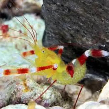 Golden Coral Banded Shrimp (Stenopus zanzibaricus)
