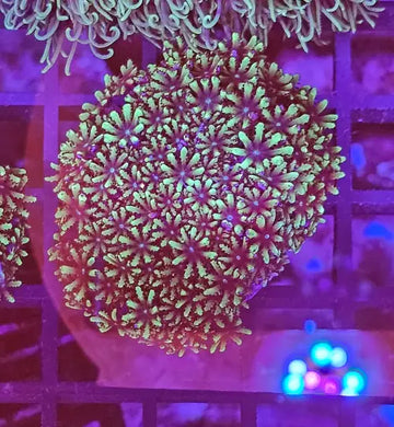 Green Clove Polyp