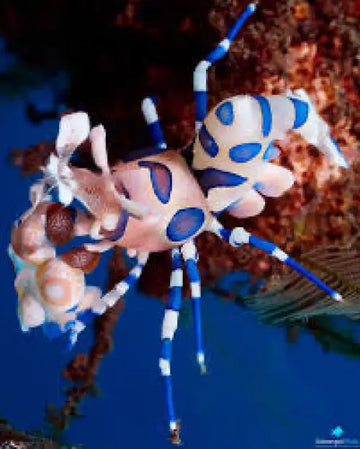 Harlequin Shrimp (Hymenocera picta)
