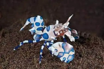 Harlequin Shrimp (Hymenocera picta)