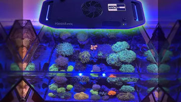 Kessil AP9X wifi - LED (185W) - Led-valaisin