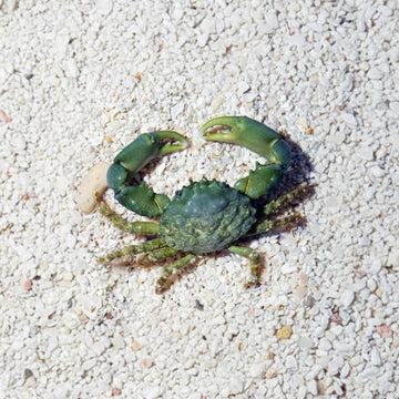 Mithrax Emerald Crab (Mithraculus sculptus)