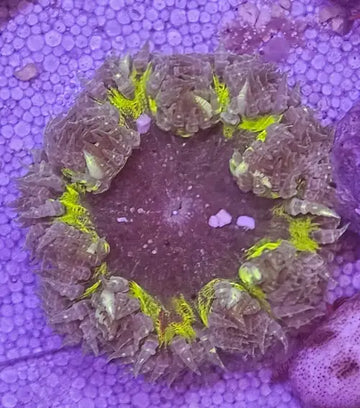 Rockflower Anemone (Epicystis crucifer)
