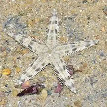 Sand Sifting Starfish (Archaster typicus)