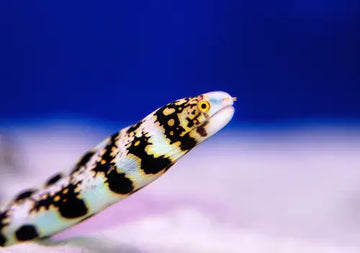 Snowflake eel (Echidna nebulosa)