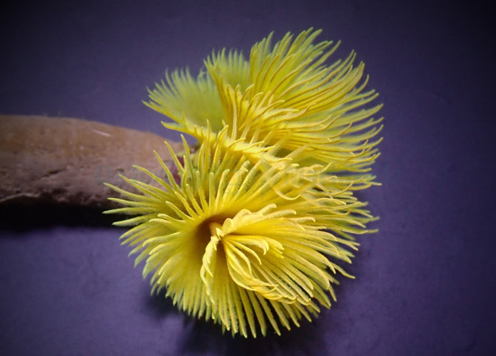 Feather Duster yellow (Sabellastarte) XL