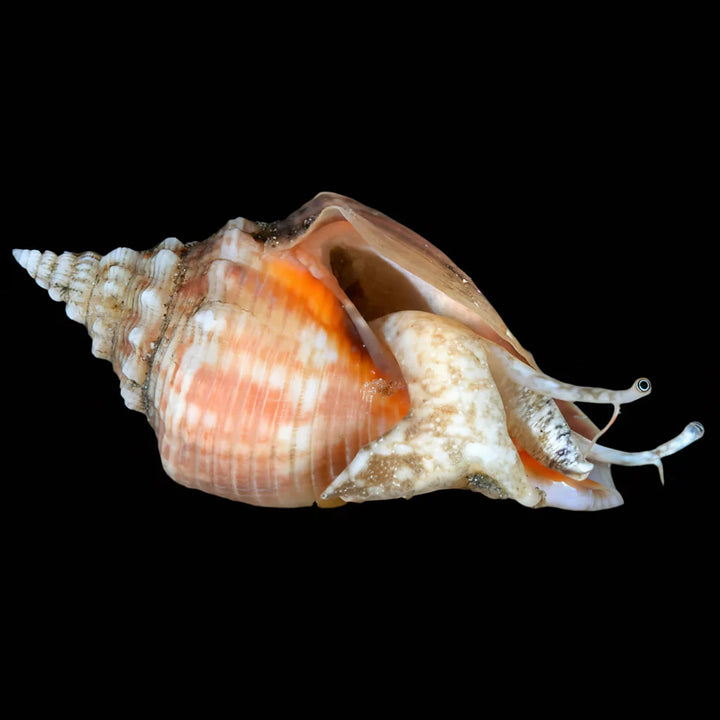 Sand Sifting Conch Snail (Strombus spp.) (M)