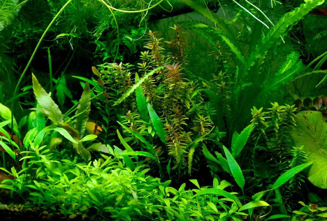 AI Prime 16HD - Freshwater (~55W)