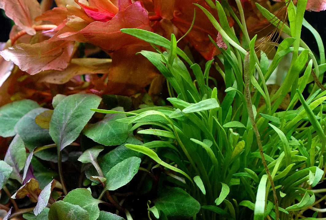 AI Prime 16HD - Freshwater (~55W)