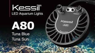 Kessil Mini A-Series Gooseneck for A80 (26 cm)
