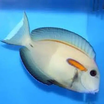 Acanthurus olivaceus XL