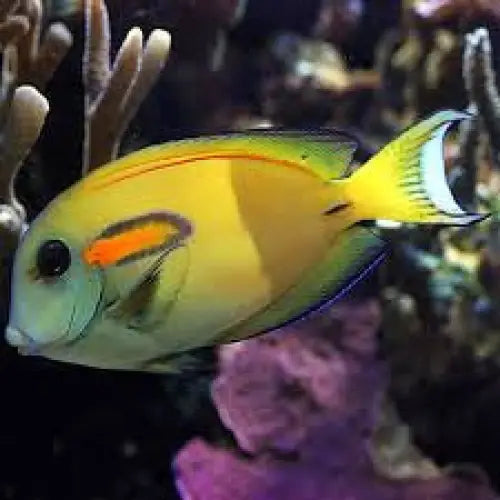 Acanthurus olivaceus XL