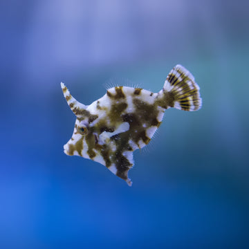 Acreichthys tomentosus (Kasvatettu S-koko)