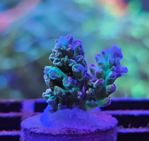 Acropora microclados ’Strawberry Shortcake’ (Australia)