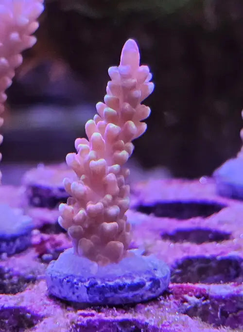 Acropora Paloheinä