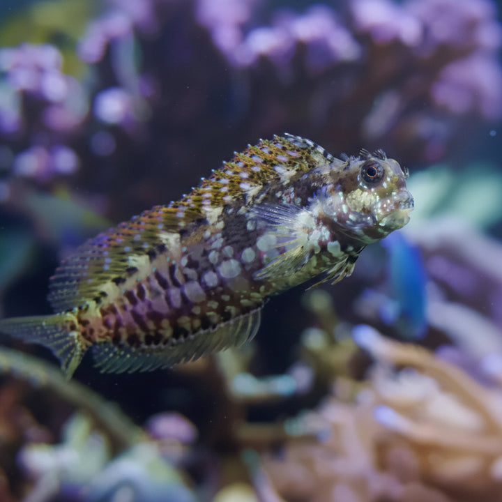 Algae Blenny (Salarias fasciatus)