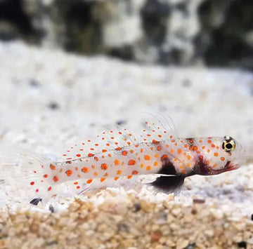 Amblyeleotris guttata