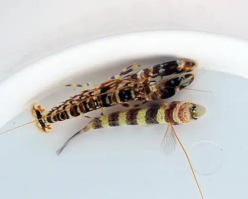 Amblyeleotris wheeleri + Alpheus spp.