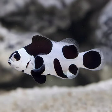 Amphiprion ocellaris Black Storm