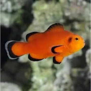 Amphiprion ocellaris Naked