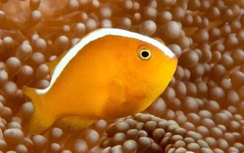 Amphiprion sandaracinos - T.B. (kasvatettu)