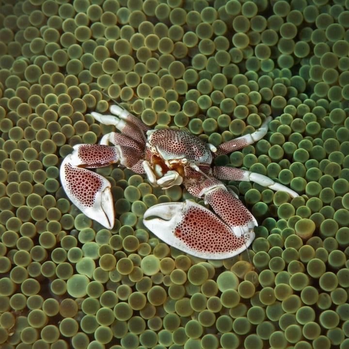 Anemone crab (Neopetrolisthes ohshimai)