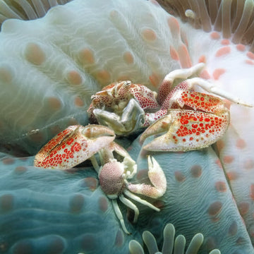 Anemone crab pair (Neopetrolisthes ohshimai) 2kpl