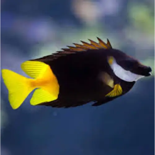 Bicolor Foxface (Siganus uspi)