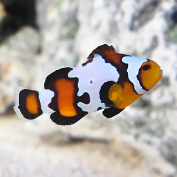 Black ice clownfish (Amphiprion ocellaris)