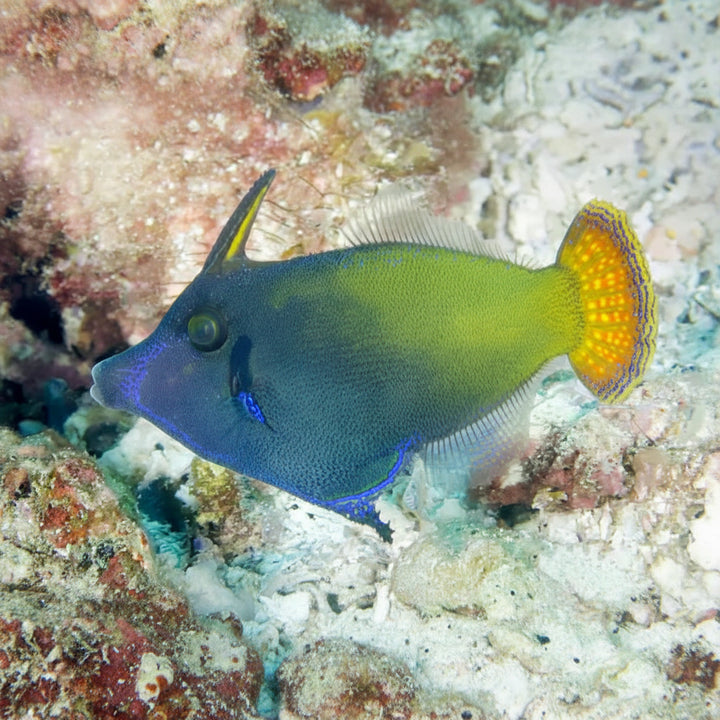 Blackbar Filefish (Pervagor janthinosoma)