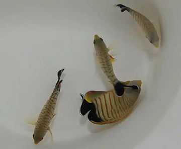 Blacktail angelfish (Centropyge eibli)