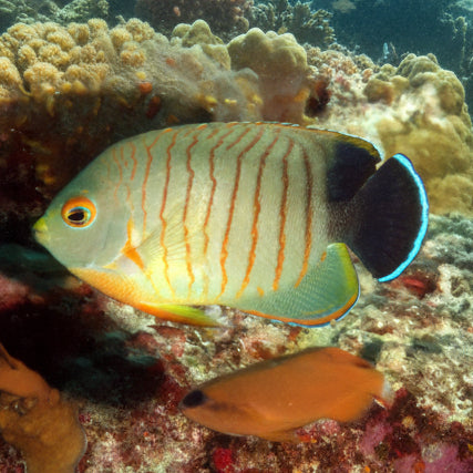 Blacktail angelfish (Centropyge eibli)