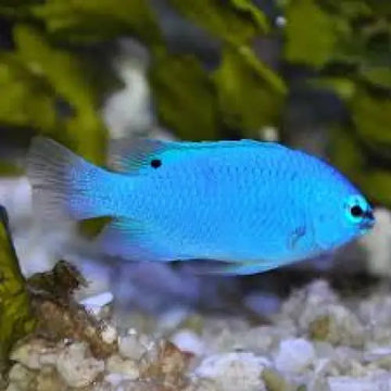 Blue damselfish (Chrysiptera cyanea)