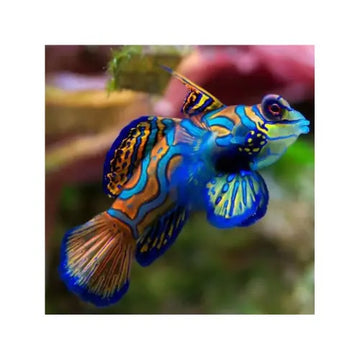 Blue Mandarin Dragonet (Pterosynchiropus splendidus)