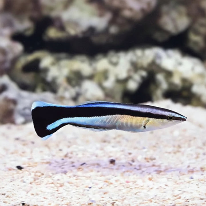 Bluestreak cleaner wrasse (Labroides dimidiatus)