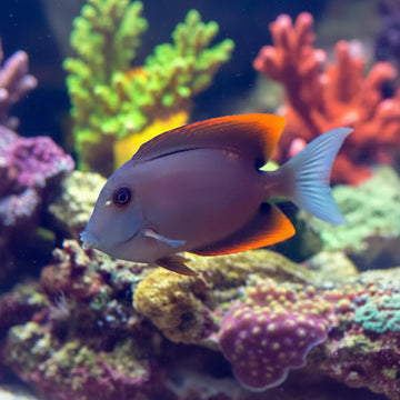 Bristletooth tang (Ctenochaetus tominiensis)