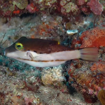 Canthigaster Smithae - Elävät eläimet