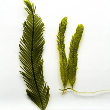 Caulerpa taxifolia makrolevä - Makrolevä