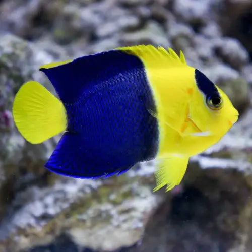 Centropyge bicolor
