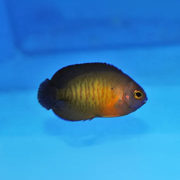 Centropyge bispinosa