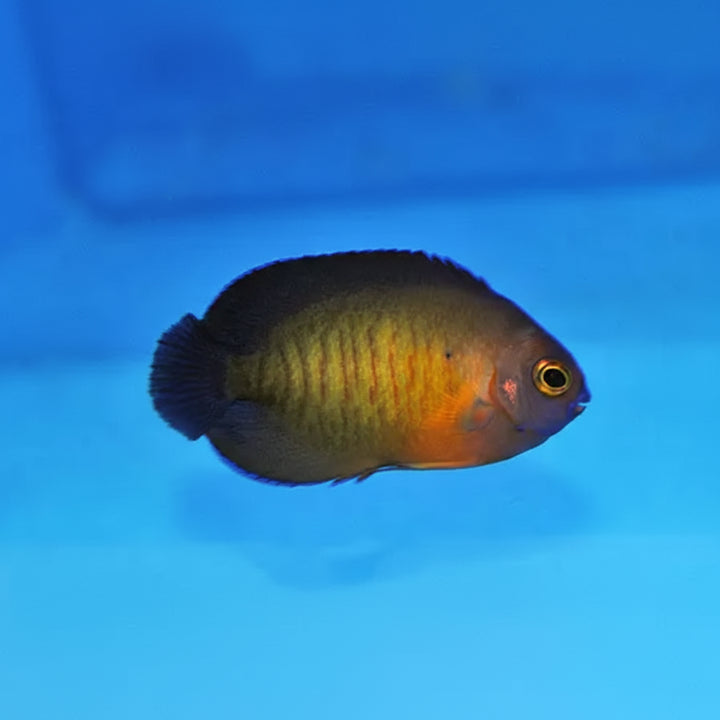 Centropyge bispinosa