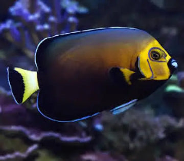Chaetodontoplus conspicillatus - T.B.