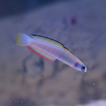 Chinese zebra goby (Ptereleotris zebra)