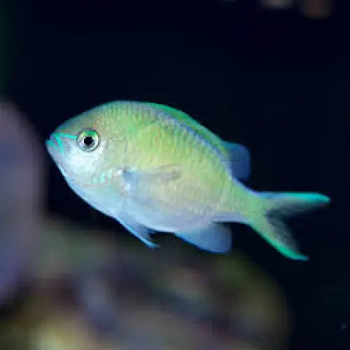 Chromis viridis